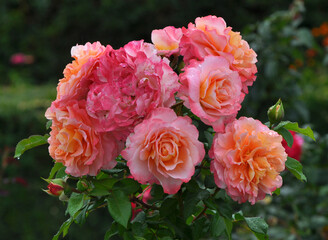 Roses bloom in the garden.