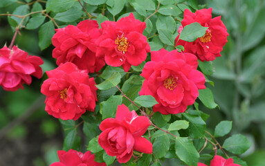 Roses bloom in the garden.