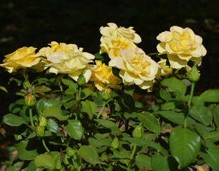 Roses bloom in the garden.