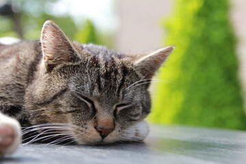 a portrait of a beautiful grey cat that is sleeping in the garden 