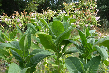 Tobacco growing on plantations