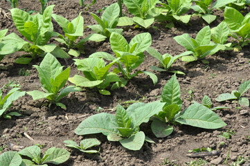 Tobacco growing on plantations