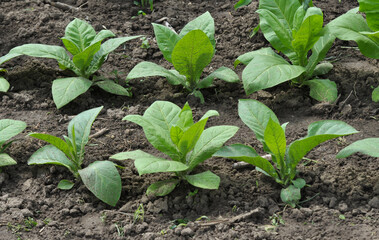 Tobacco growing on plantations