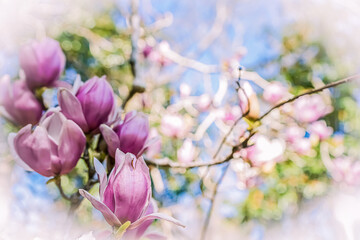 Obraz premium pink flowers in spring