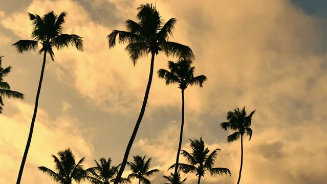 Time lapse Looking up at Palm Trees during sunset
