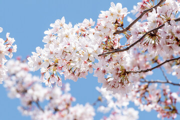 桜　青空