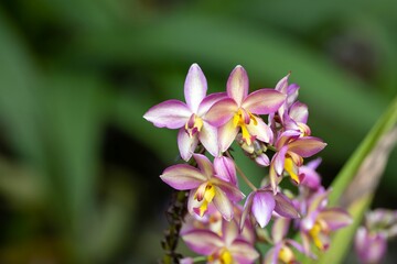 Fototapeta na wymiar The purple orchid species Spathoglottis unguiculata