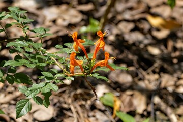 Cape honeysuckle plant, Tecoma capensis