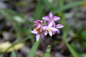 Fototapeta premium The purple orchid species Spathoglottis unguiculata
