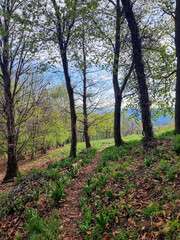 autumn in the forest