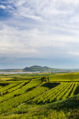 Vineyards near Nove Mlyny reservoir with Palava, Southern Moravia, Czech Republic