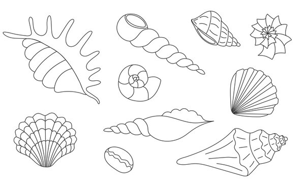 Set of Doodle Seashells. Outline hand Drawn underwater shells. Collection of linear marine shell