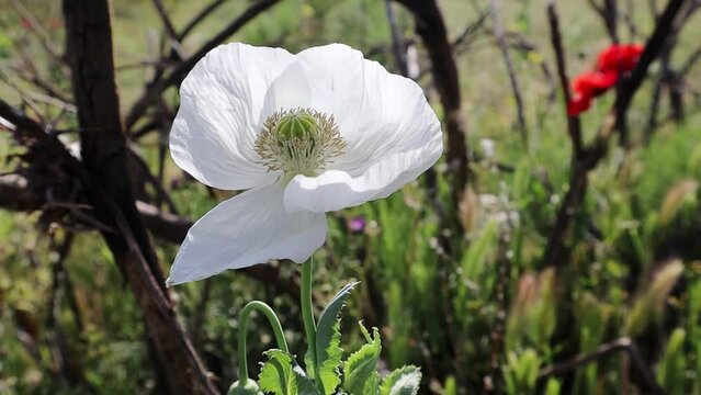White poppies growing in a meadow. Uncultivated wild plants in a meadow in spring. The medicinal flower from which opium is produced. Decorative poppy papaver blossom. A single flower macro photo. 