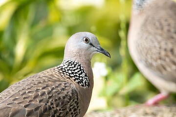 Spotted dove, Spilopelia chinensis