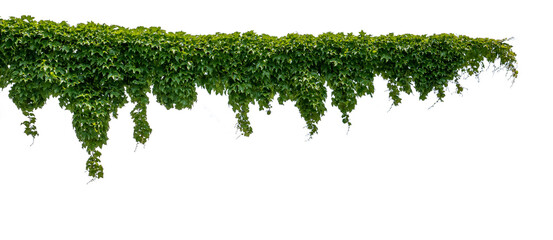 Cutout ivy with lush green foliage, Virginia creeper, wild climbing bush vine as frame, isolated - obrazy, fototapety, plakaty