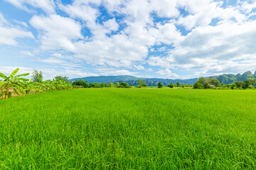 Obraz premium rice fields and mountains,Green Rice Field with Mountains Background under Blue Sky, Chiang Mai, Thailand