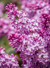 lilac flowers in bloom