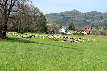 Obraz premium Węgierska Górka wypas owiec