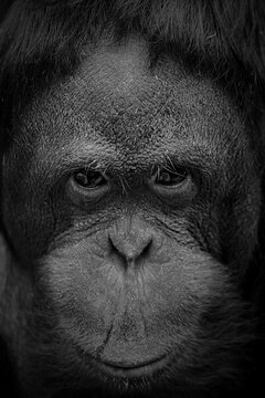 Orang Utan Portait