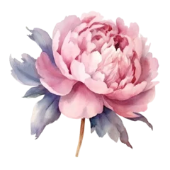 Tuinposter Peonies Watercolor Illustration Beautiful Isolated Flowers Floral Decoration © Solstice Studio