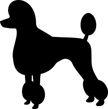 recommend clip art: Black silhouette Poodle Dog
