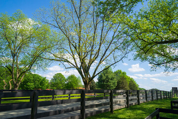 Fototapeta premium enjoying the countryside in the summer. The sky is blue, with numerous white cloud clusters against a background of green trees. Excellent background ideas, art designs, and illustrations for outdoor 