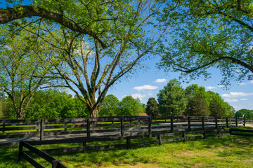 Fototapeta premium enjoying the countryside in the summer. The sky is blue, with numerous white cloud clusters against a background of green trees. Excellent background ideas, art designs, and illustrations for outdoor 