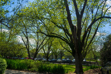 Obraz premium enjoying the countryside in the summer. The sky is blue, with numerous white cloud clusters against a background of green trees. Excellent background ideas, art designs, and illustrations for outdoor 
