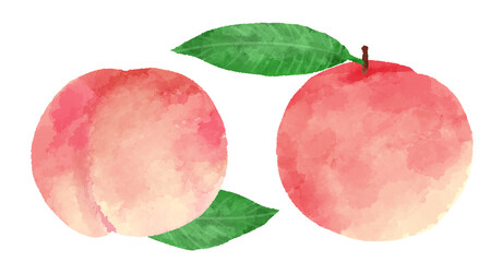 手描き水彩風の桃のイラスト
