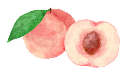 手描き水彩風の桃のイラスト