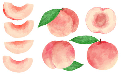 手描き水彩風の桃のイラストセット