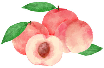 手描き水彩風の桃のイラスト