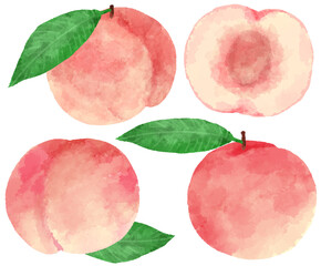 手描き水彩風の桃のイラスト
