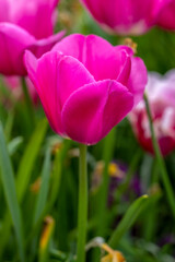 blühende Tulpen - Keukenhof Holland