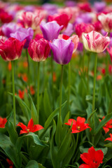 blühende Tulpen - Keukenhof Holland