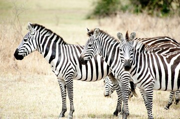Fototapeta na wymiar Three zebras, Serengeti National Park, Tanzania