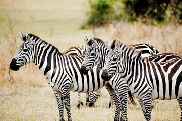 Fototapeta na wymiar Three zebras, Serengeti National Park, Tanzania