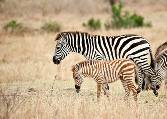Fototapeta na wymiar Zebra mother and foal, Serengeti National Park, Tanzania