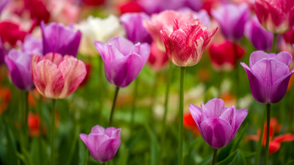 Obraz premium blühende Tulpen - Keukenhof Holland