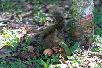 A beautiful squirrel in the forest.	