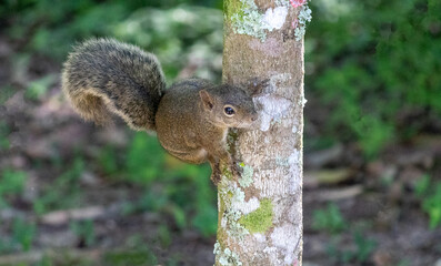 A beautiful squirrel in the forest.