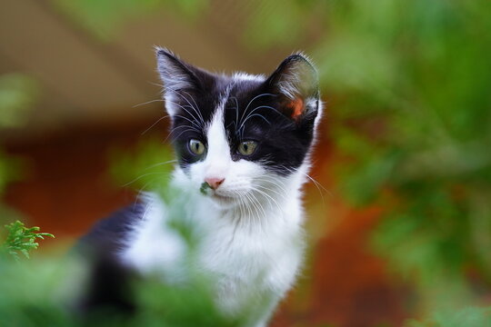 Tuxedo kitten outside sitting in a bush tree.