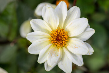 Close up of a white dahlia flower in bloom
