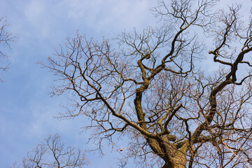 Bare tree branches against the sky in autumn