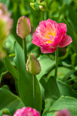 blühende Tulpen - Keukenhof Holland