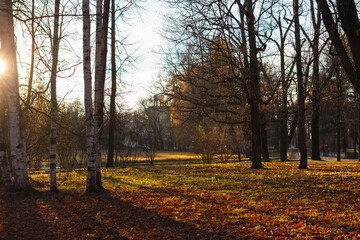 Background of trees in autumn in Pushkin Park