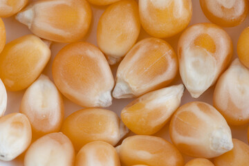 Close-up of fresh, organic, raw corn kernels. Beautiful background of popcorn for various uses. Popcorn kernels in defocused spiral close-up. Food texture, pattern. High-quality photo