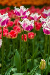 blühende Tulpen - Keukenhof Holland