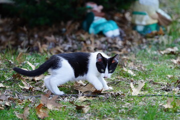 Female Tuxedo kitten plays around outside during the spring.