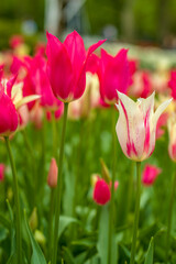 blühende Tulpen - Keukenhof Holland